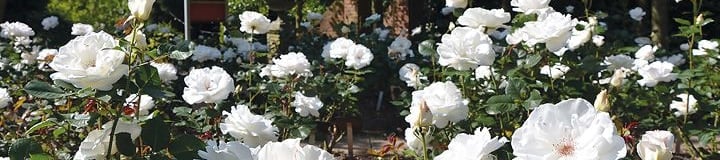 Become a friend of the Memorial Rose Gardens